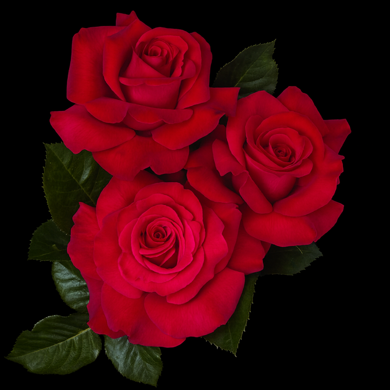 Let Freedom Ring ™ Potted Rose Bush