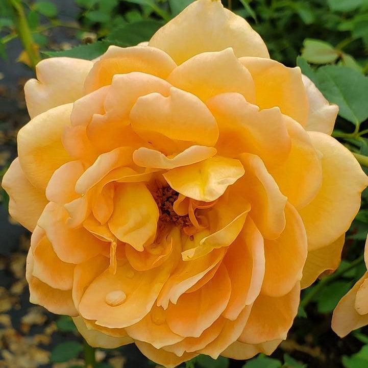 David Austin Lady of Shalott Rose Bush - Thumbnail 3