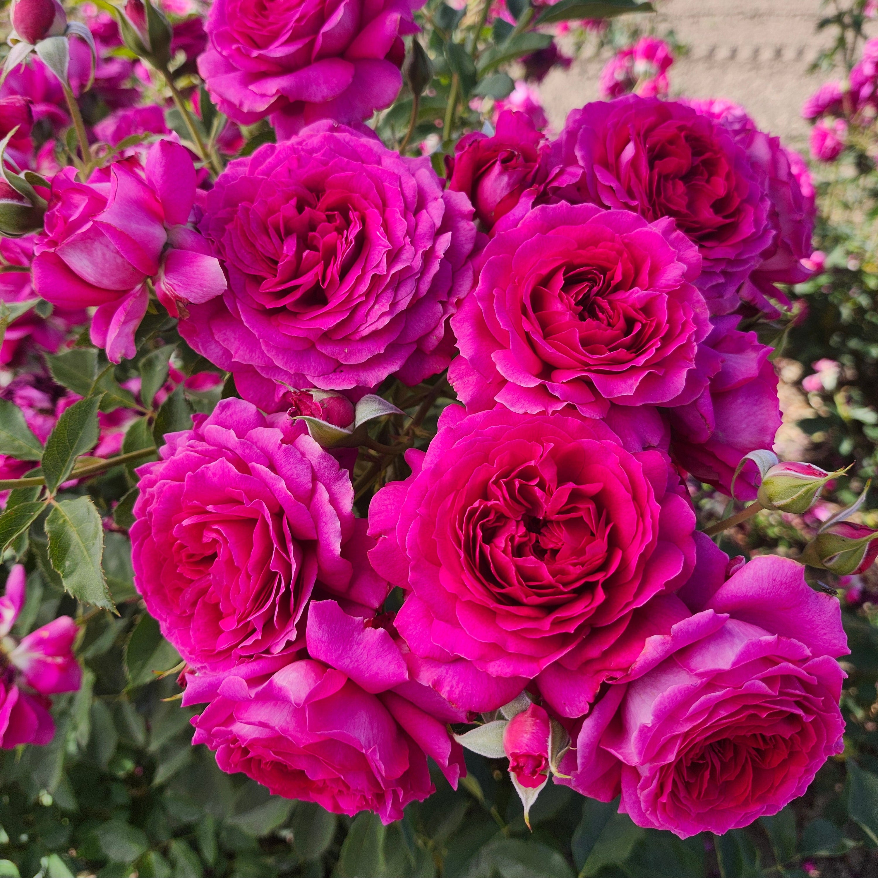Colonel Brandon’s Promise® Garden Color Stories™ Bundle of 3 Bare Root Roses