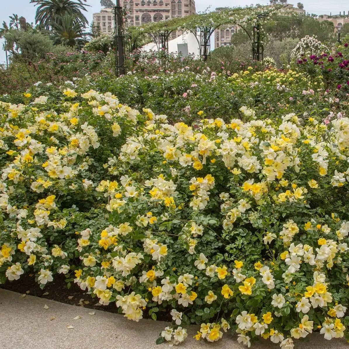 Limoncello™ Bare Root Rose Bush