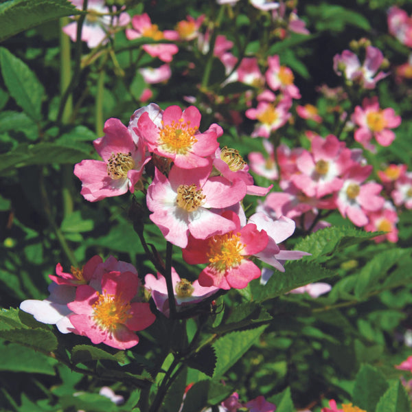 Look-A-Likes™ Phloxy Baby™ Potted Rose Bush
