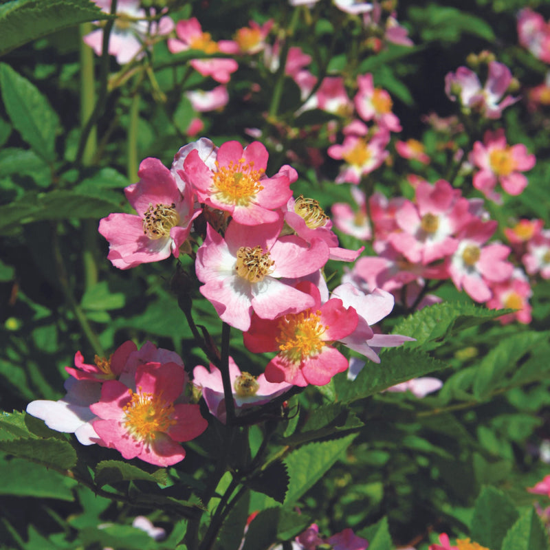 Look-A-Likes™ Phloxy Baby™ Potted Rose Bush