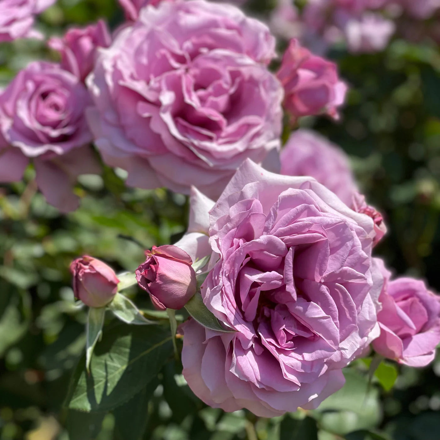 The Long Walk to Netherfield® Garden Color Stories™ Bundle of 3 Bare Root Roses