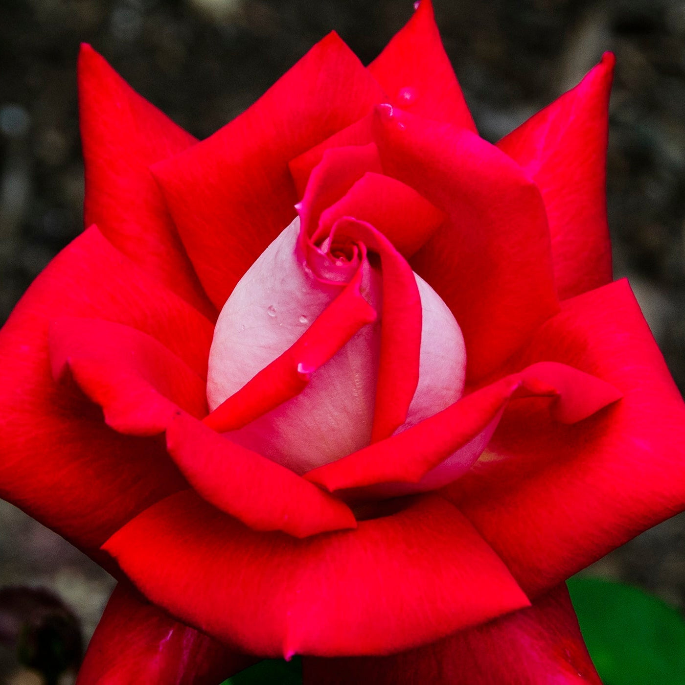 Love™ Potted Rose Bush