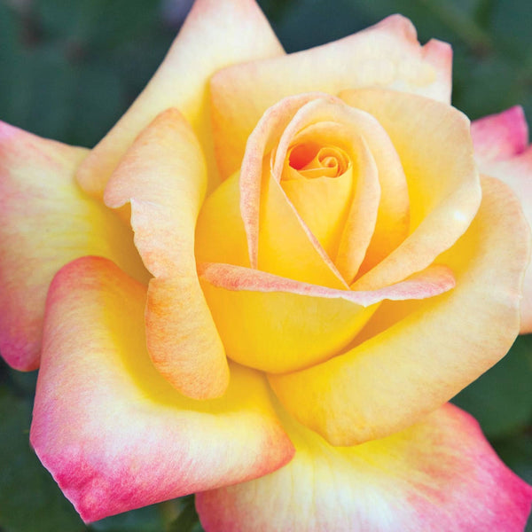 Love & Peace® Potted Rose Bush