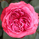 Loves Me, Loves Me Not™  Bare Root Rose Bush