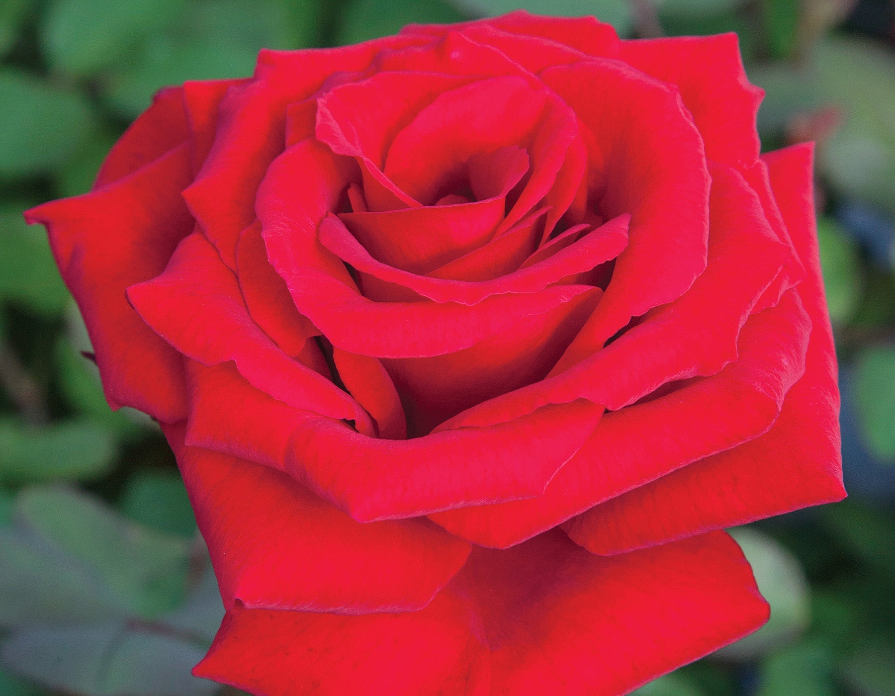 Love's Promise™ Bare Root Rose Bush