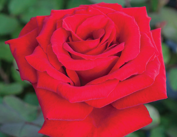Love's Promise™ Bare Root Rose Bush