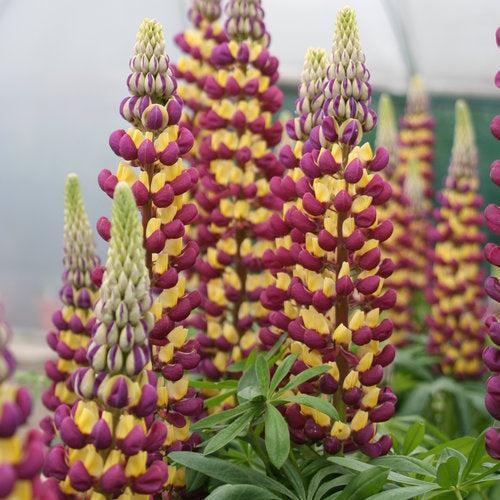 Westcountry Lupine Manhattan Lights