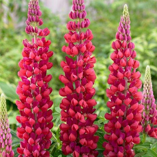 lupine potted plant Lupine Westcountry™ Red Rum Potted Lupine Plant