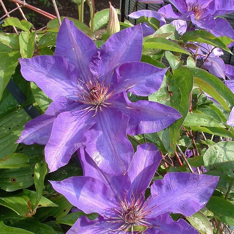 Clematis 'The President'  Potted Clematis Plant