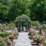 Peggy Rockefeller Bare Root Rose Bush