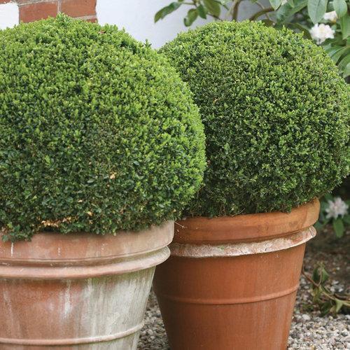 Proven Winners® Boxwood Sprinter® Potted Boxwood