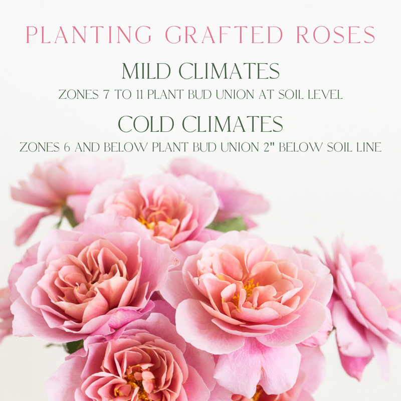 Caring For Your Bare Root Roses – Grace Rose Farm