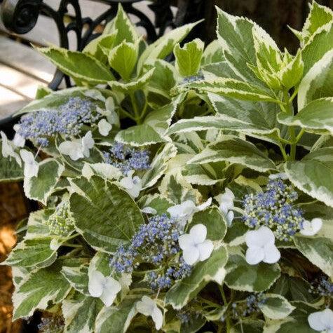 Hydrangea First Editions® Light-O-Day® Potted Hydrangea Plant