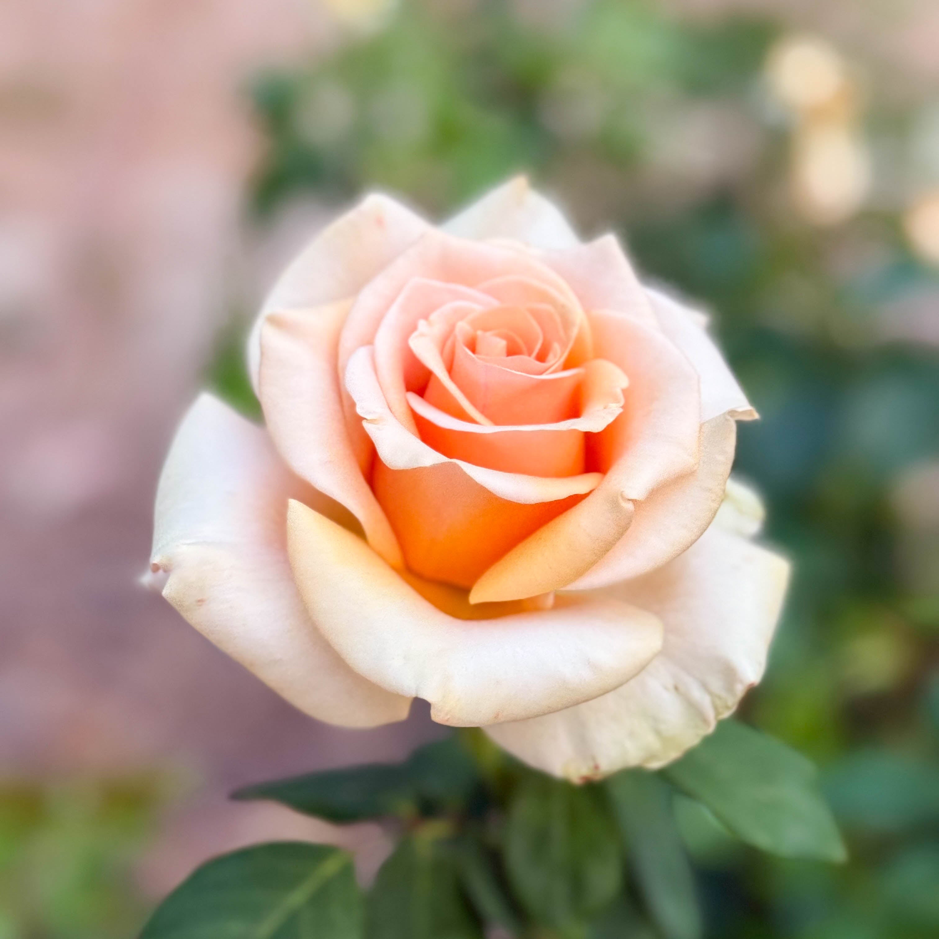 Marilyn Monroe Rose | Apricot Hybrid Tea Rose | Grace Rose Farm