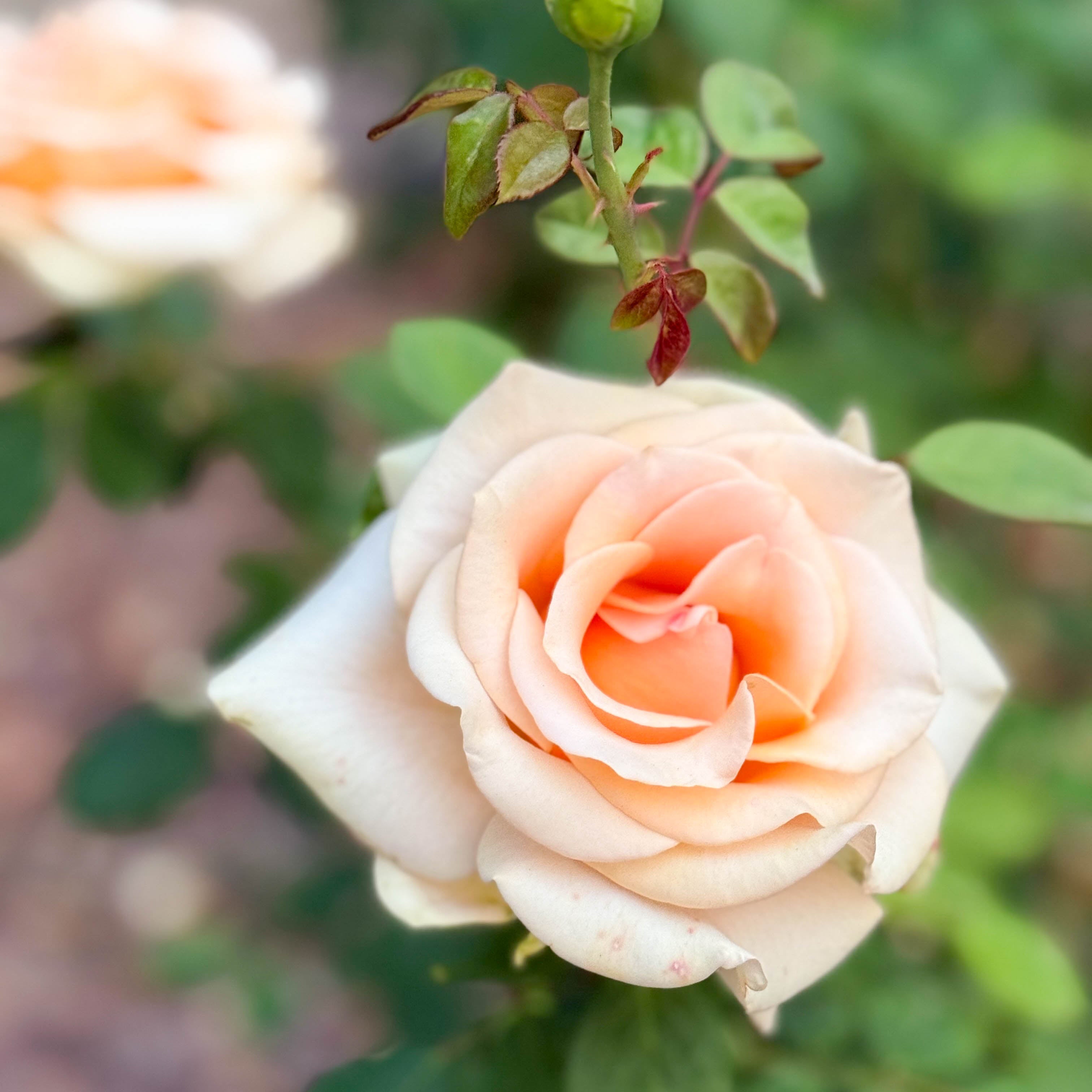 Marilyn Monroe™ Potted Rose Bush