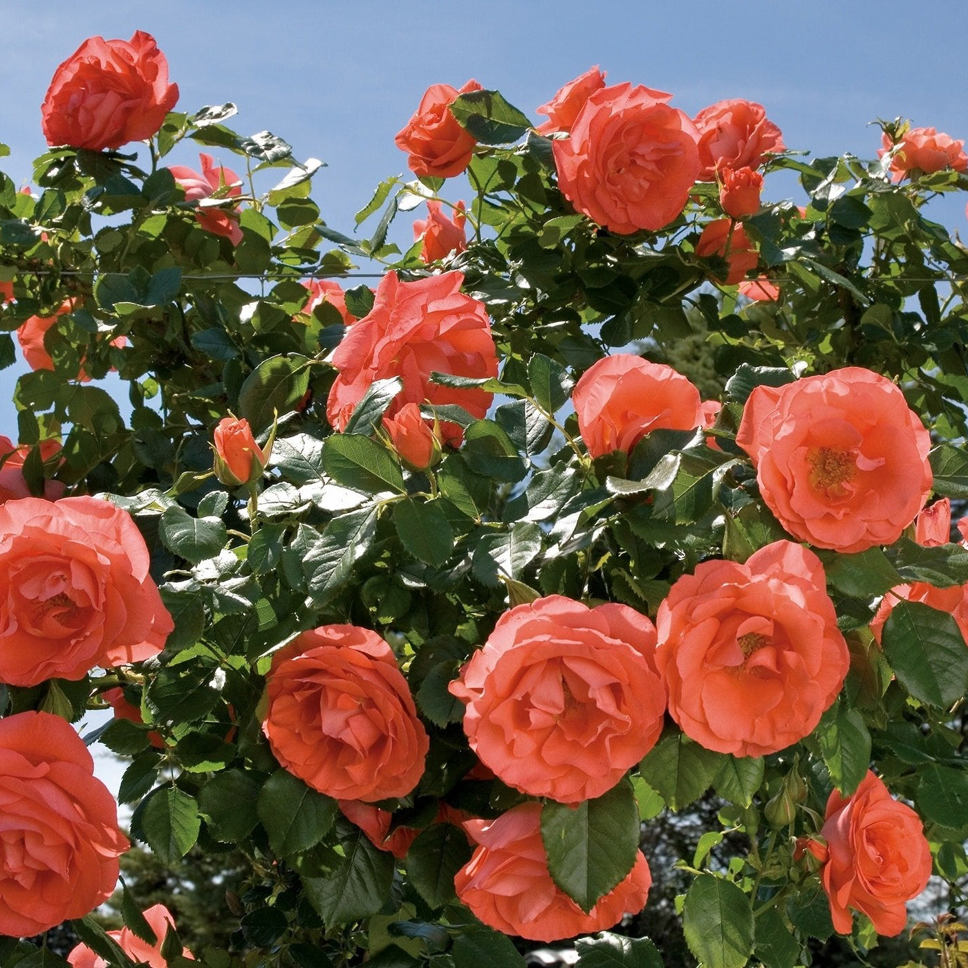 Bouquet of coral pink roses with green leaves against a clear blue sky.