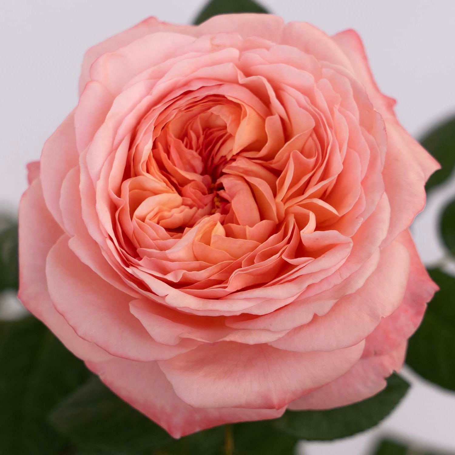 Martha Stewart™ Bare Root Rose Bush