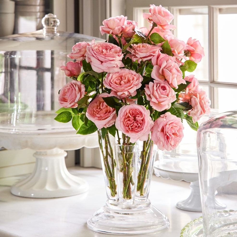 Martha Stewart™ Potted Rose Bush
