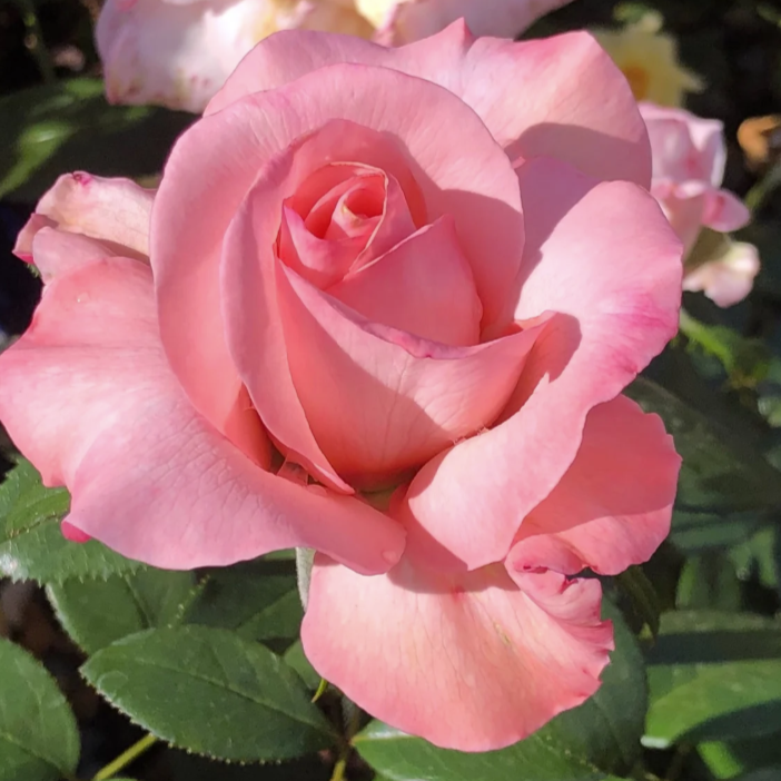Marylou Whitney Potted Rose Bush
