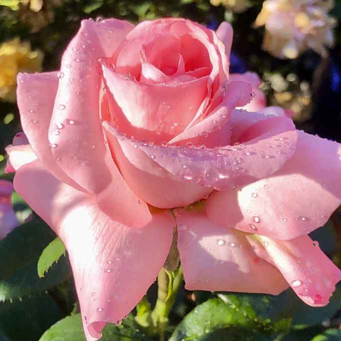Marylou Whitney Potted Rose Bush