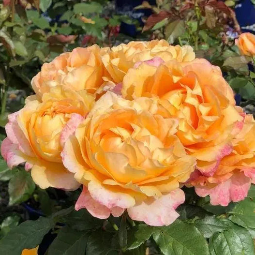 Maui Sunrise™ Potted Rose Bush