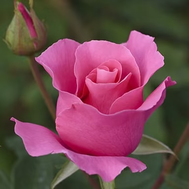 The McCartney Rose™   Bare Root Rose Bush