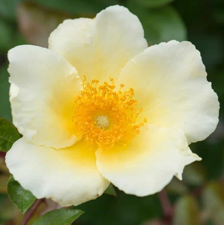 Mermaid Potted Climbing Rose