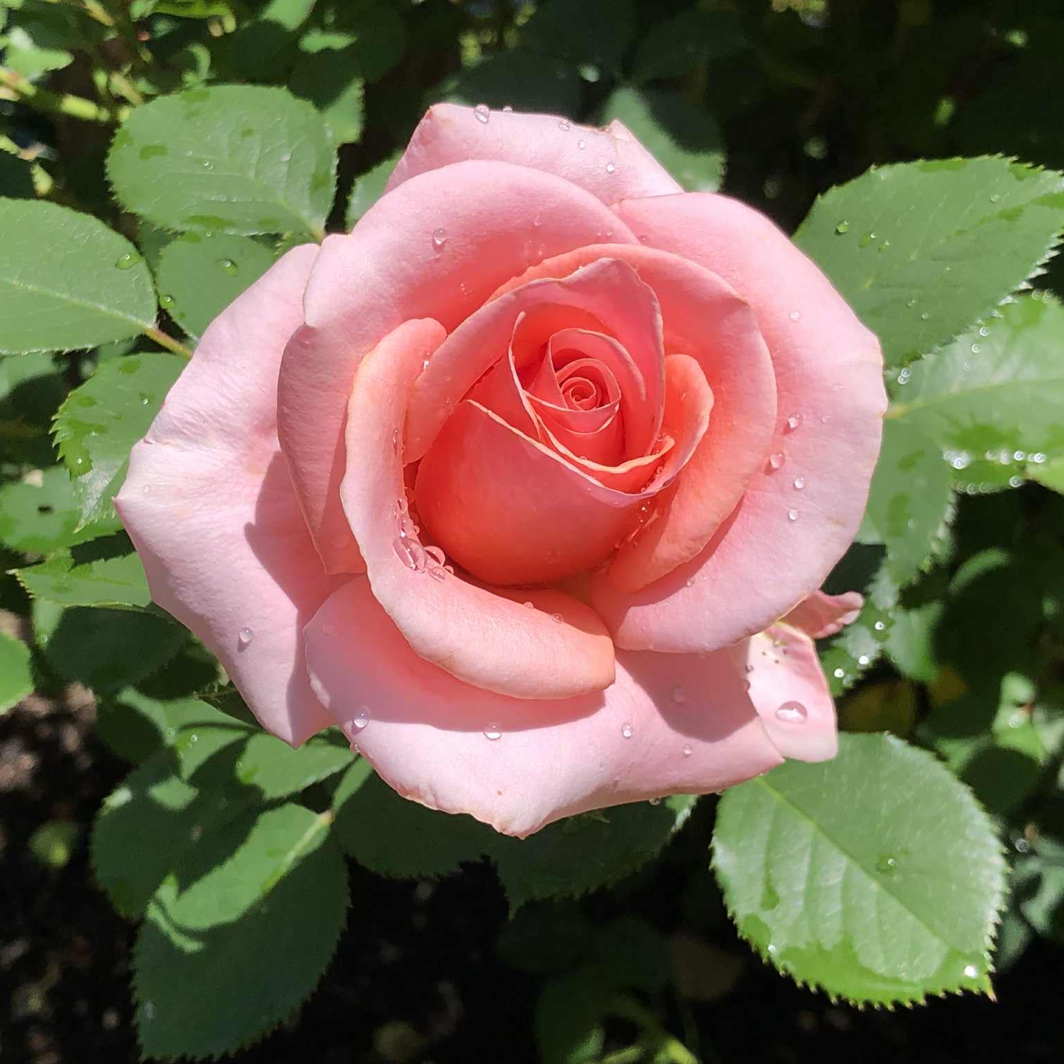 Royal City Potted Rose Bush | Garden Rose Plant | Grace Rose Farm