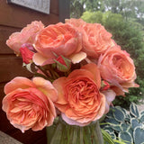 Peach Glory Bare Root Rose Bush