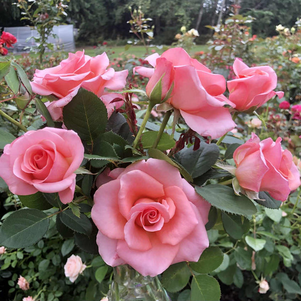 Royal City Bare Root Rose Bush