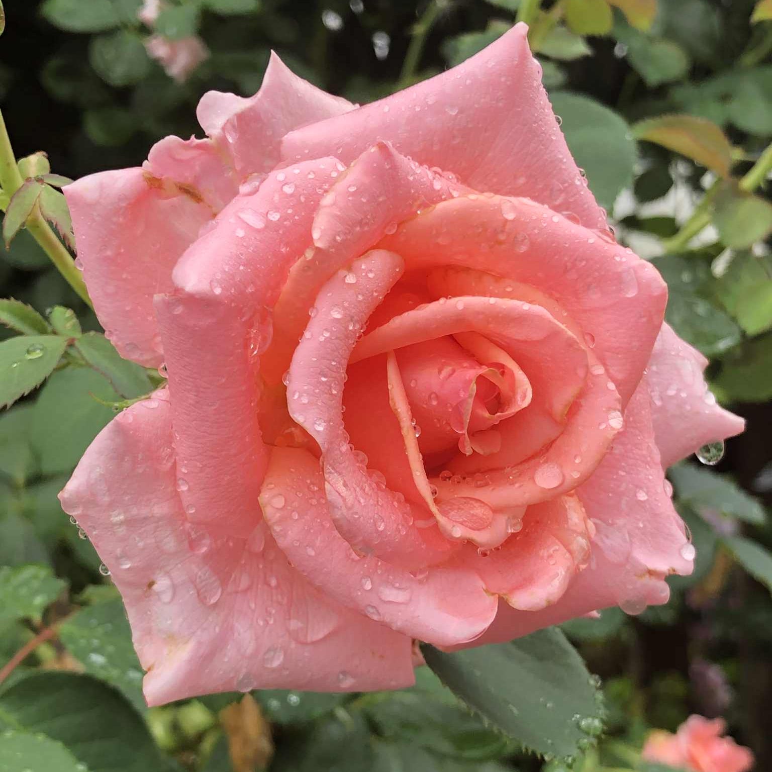 ROSEロイヤル Royal City Potted Rose Bush | Garden Rose Plant | Grace Rose Farm