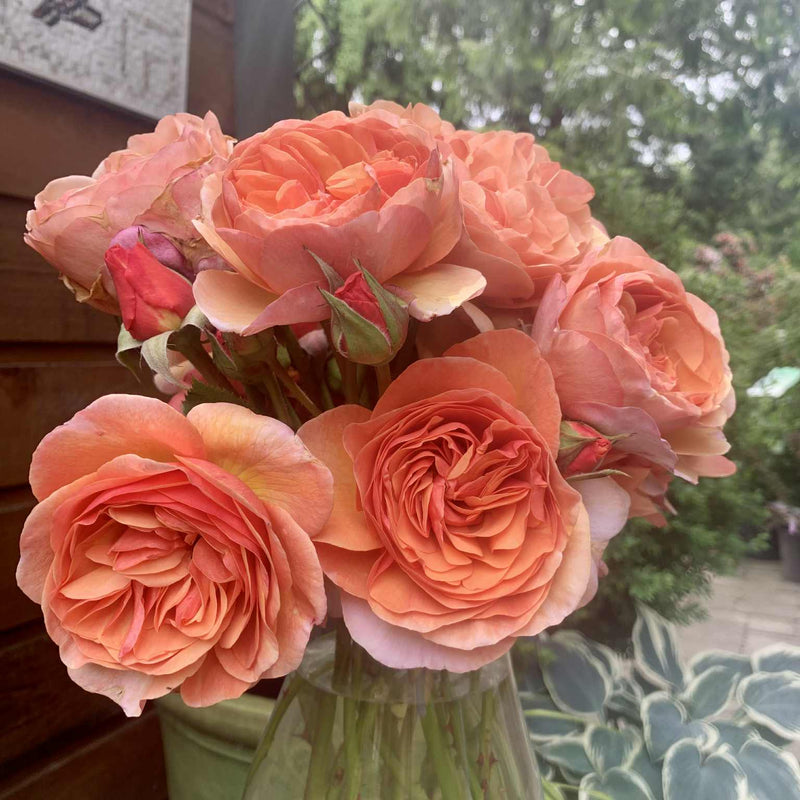 Peach Glory Bare Root Rose Bush