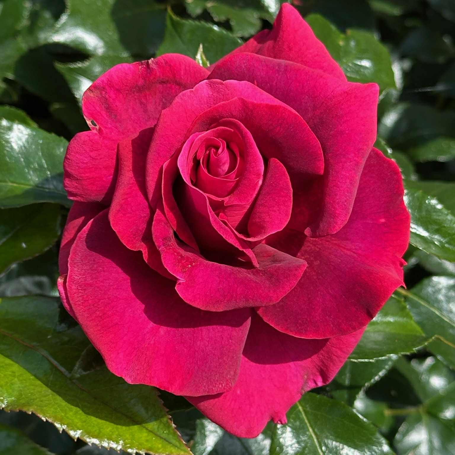 Our Anniversary™ Bare Root Rose Bush