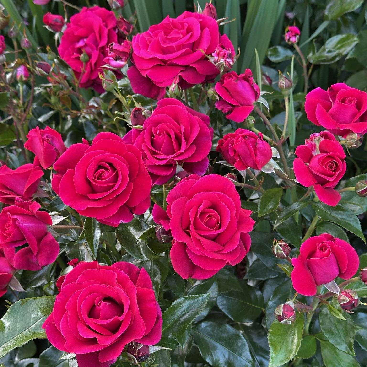 Our Anniversary™ Bare Root Rose Bush