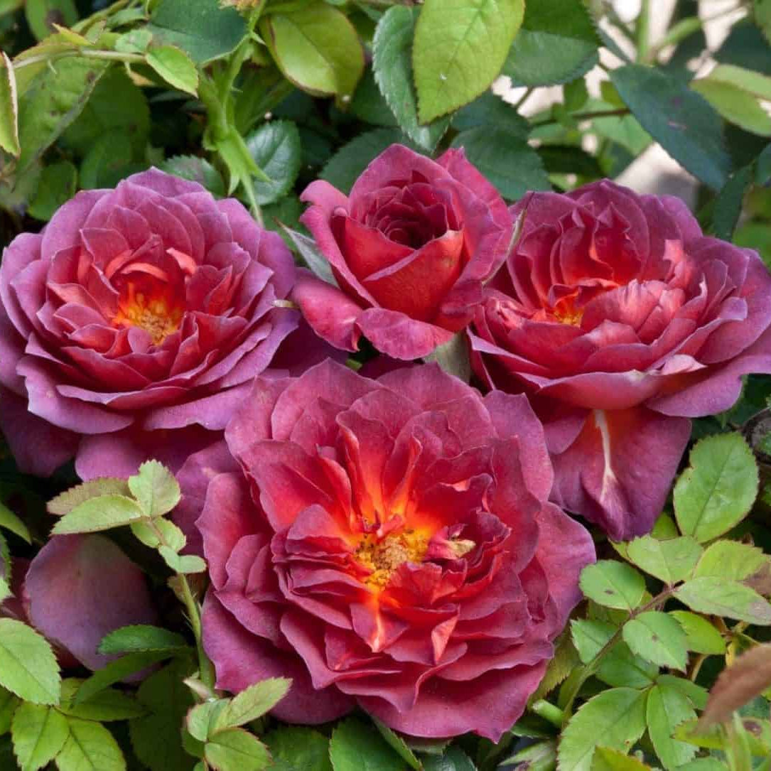 Midnight Fire™ Bare Root Rose Bush