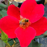 Miracle on the Hudson® Potted Rose Bush