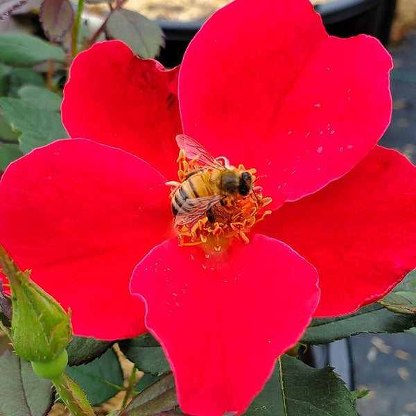 Miracle on the Hudson® Potted Rose Bush