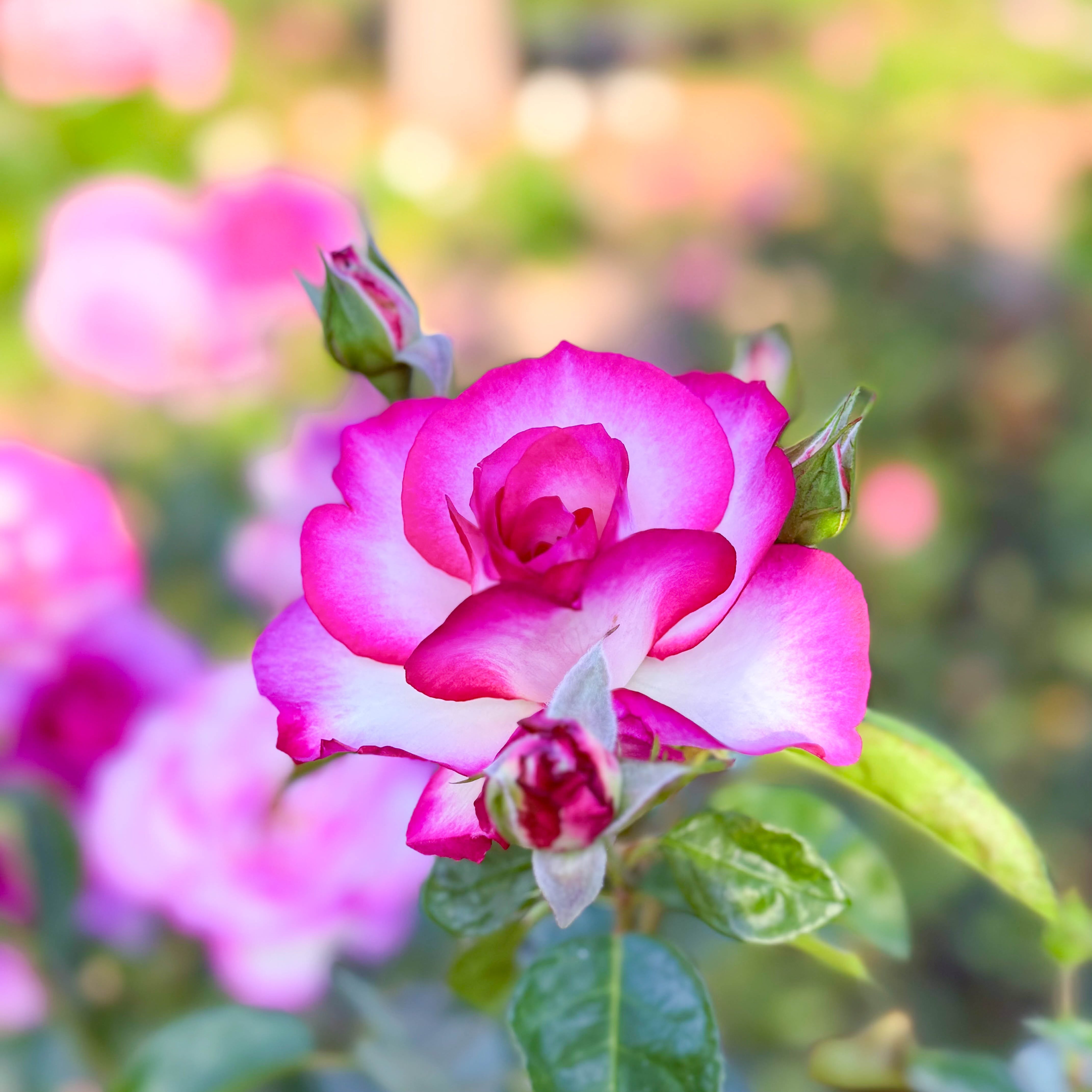 Miss Congeniality™ Potted Tree Rose