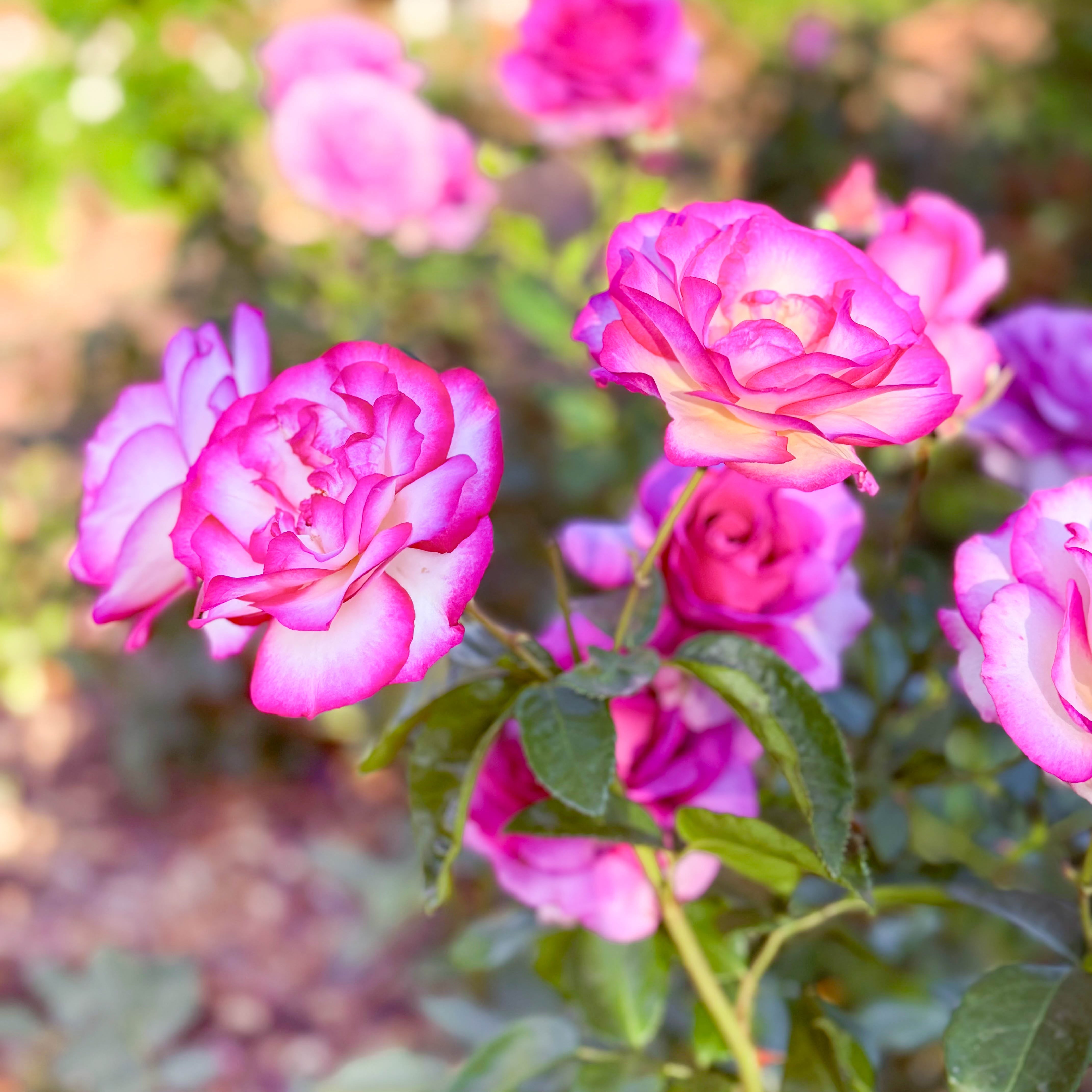 Miss Congeniality™ Potted Tree Rose