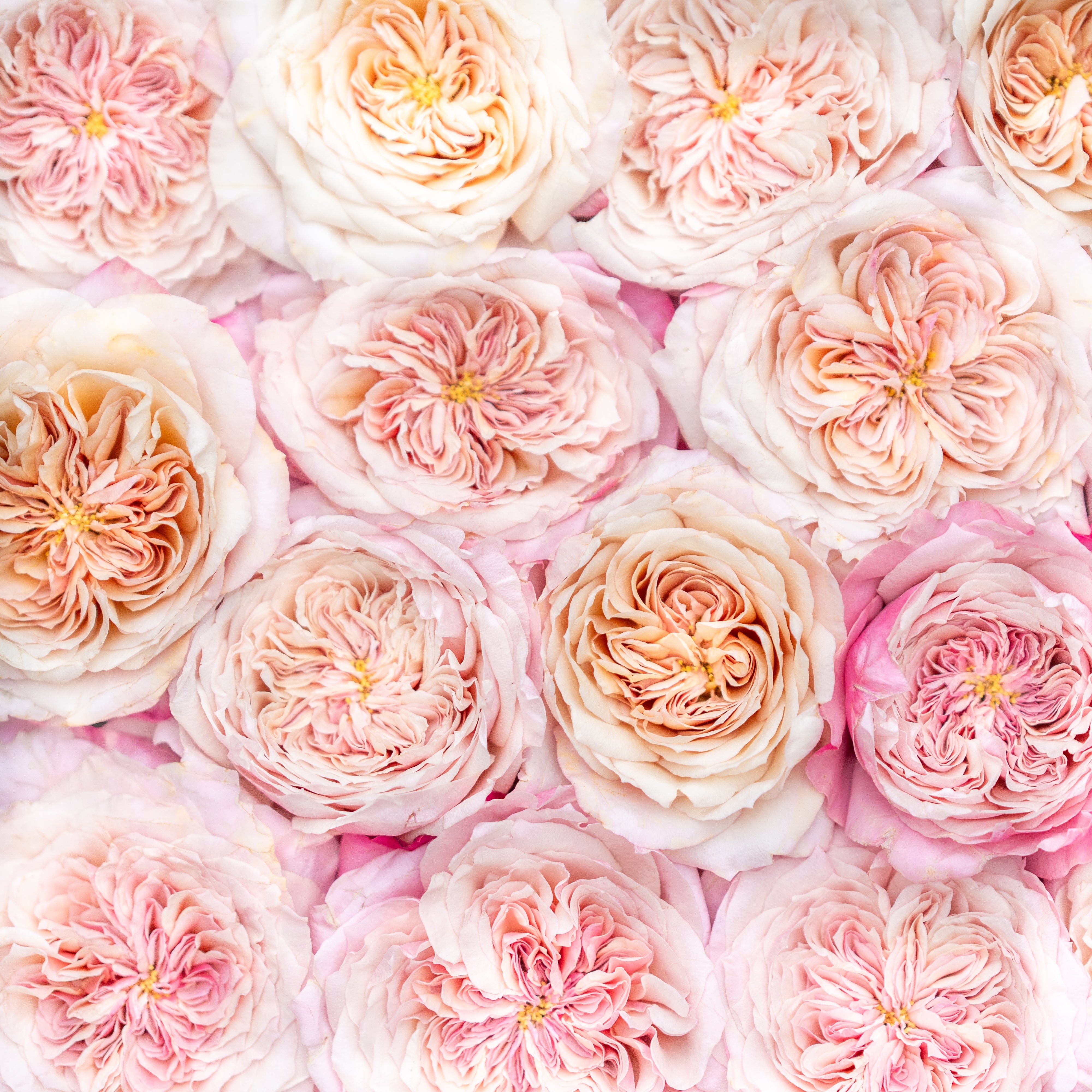 Miyabi Cha™ Bouquet - Grace Rose Farm
