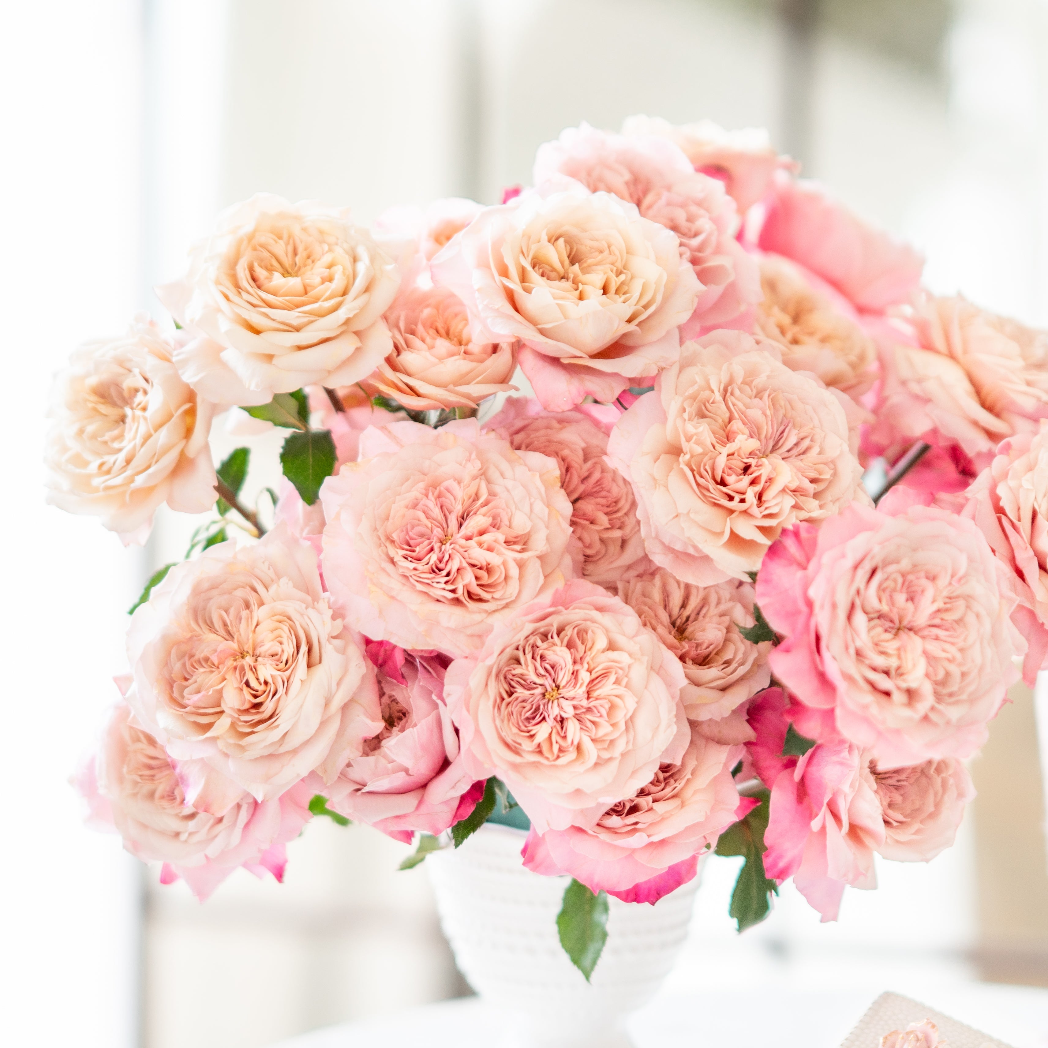 花 MIYABI Miyabi Garden Roses | Japanese Garden Roses | Grace Rose Farm