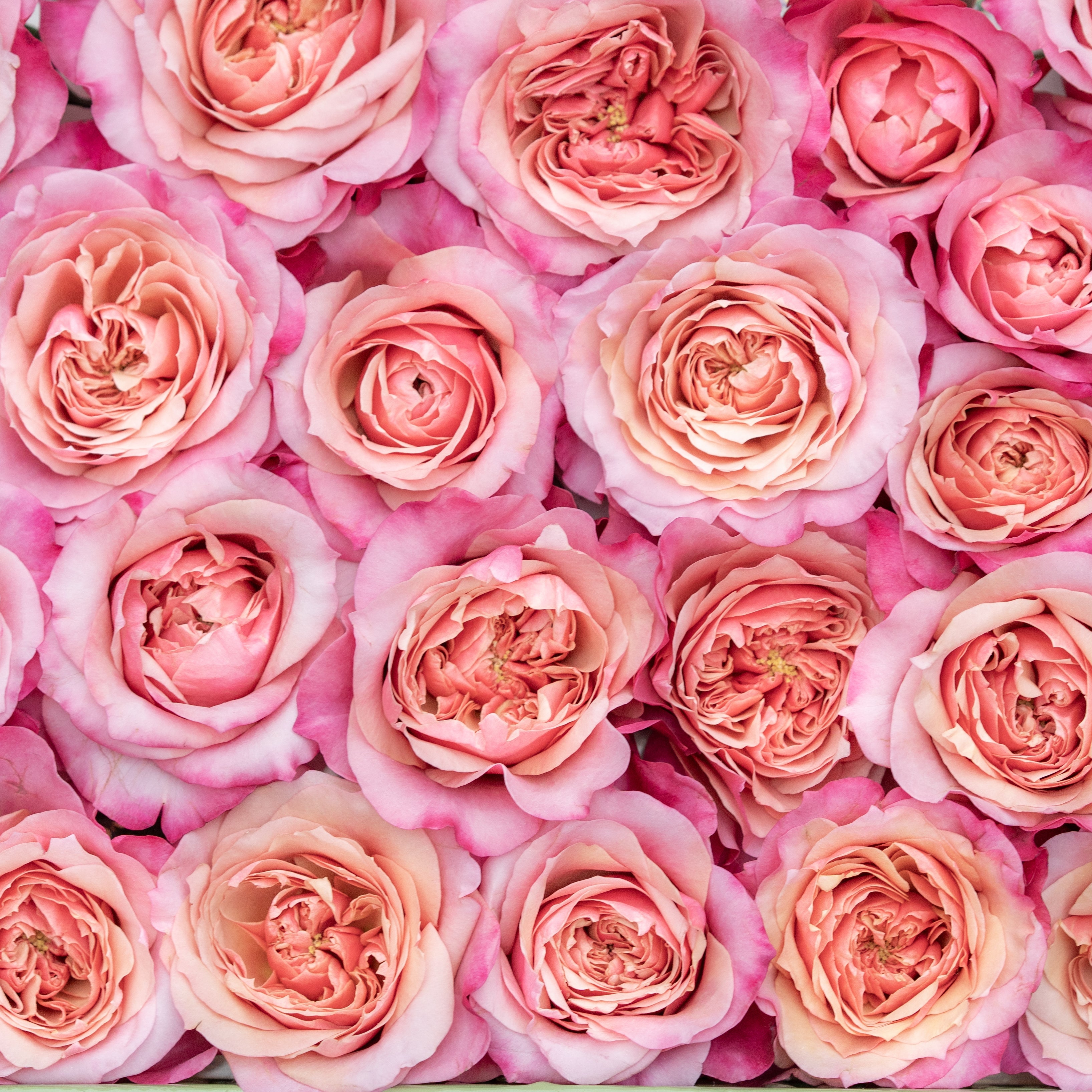 Miyabi Bouquet | Lavender Garden Rose Bouquet | Grace Rose Farm