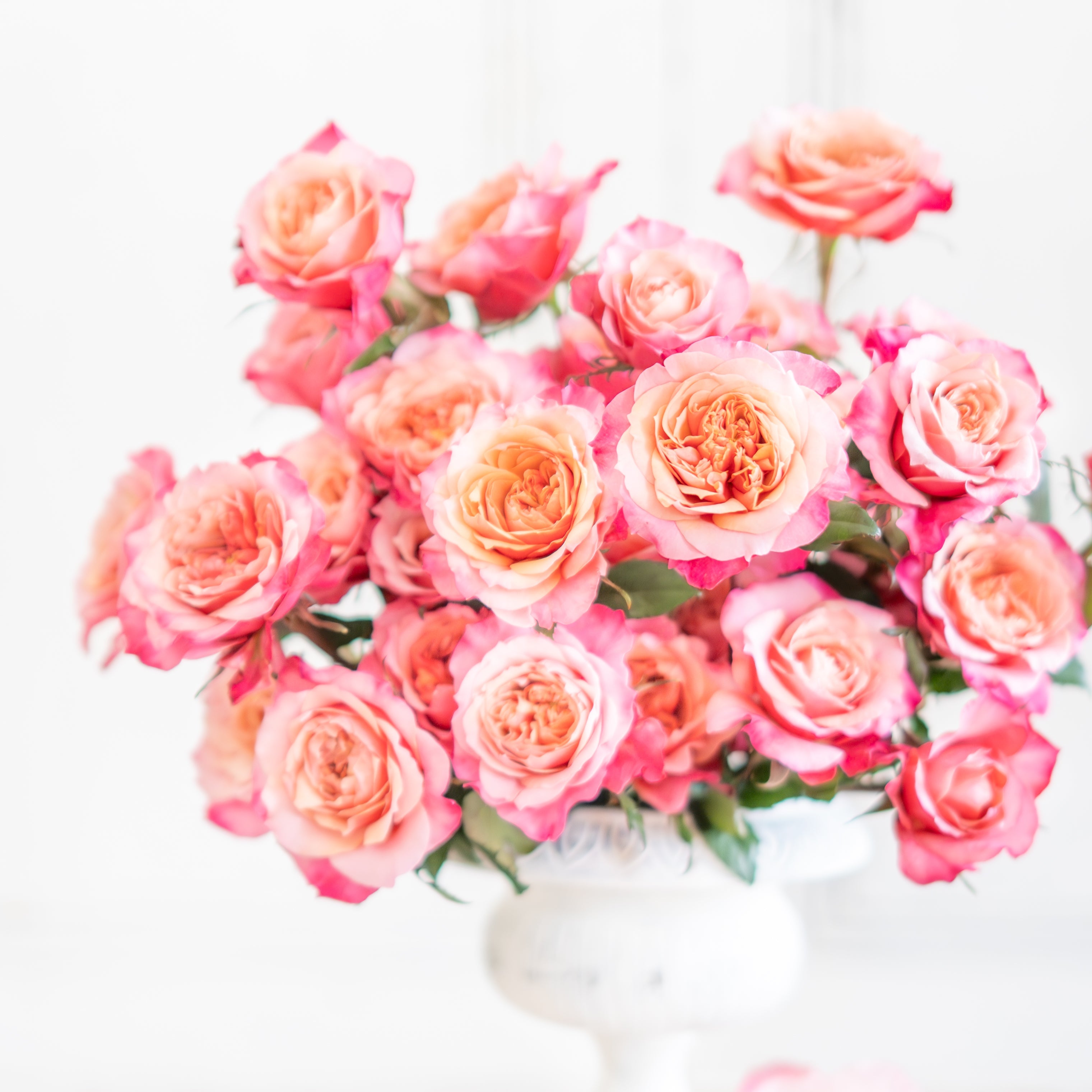 鉢花 MIYABI Miyabi Bouquet | Lavender Garden Rose Bouquet | Grace Rose Farm