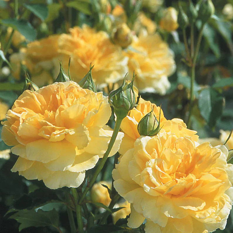Gracie's Gem Box APRICOT DIAMOND  - 3 Pack - Reminiscent® Creme, David Austin® Molineux & Adobe Sunrise™