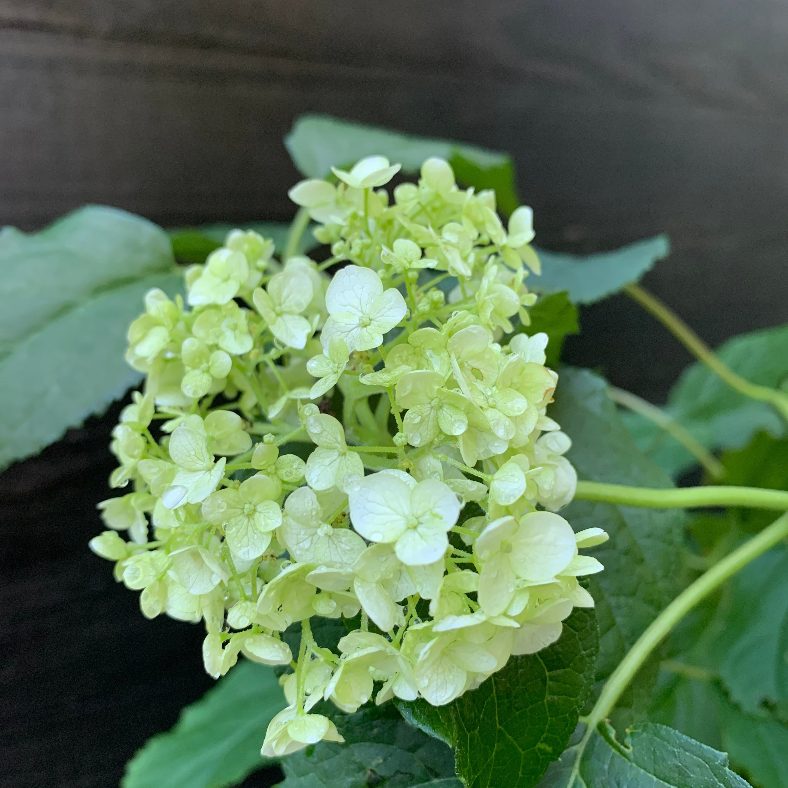 Hydrangea Annabelle Potted Smooth Hydrangea Bush