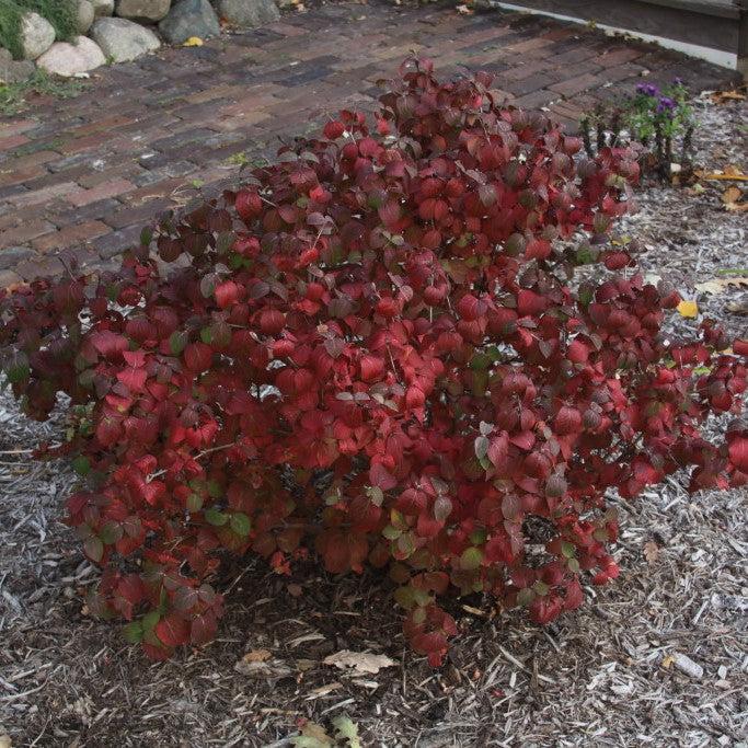 Viburnum carlesii Sugar N' Spice™ Potted Korean Spice Viburnum Bush
