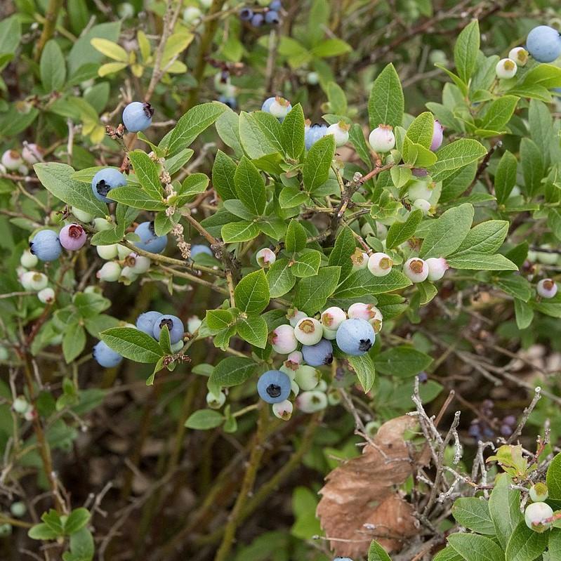 Blueberry Lowbush Potted Blueberry Plant