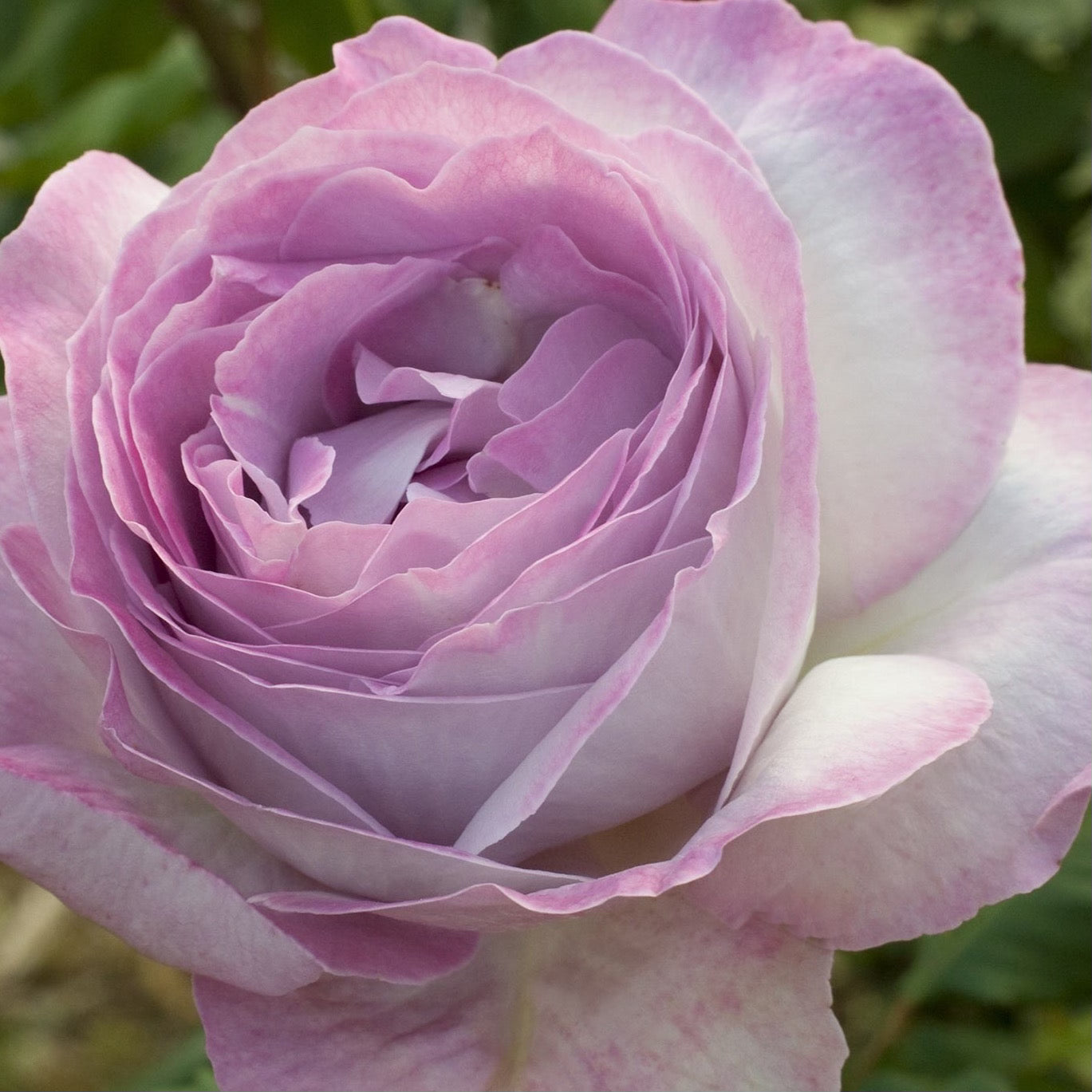 Anne's Devotion® Garden Color Stories™ Bundle of 3 Bare Root Roses